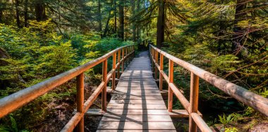 Lynn Canyon Parkı, Kuzey Vancouver, British Columbia, Kanada.
