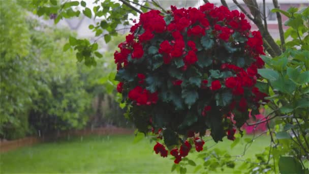 Fuertes lluvias y granizo durante un tormentoso día de primavera en un jardín con flores. — Vídeos de Stock