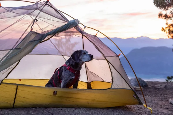 Adventurous little hiking dog on top of a mountain