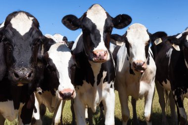 İnekler yeşil bir tarlada canlı güneşli bir yaz gününde.