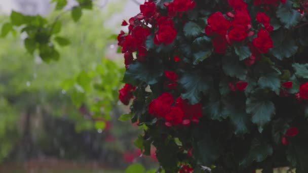 Fuertes lluvias y granizo durante un tormentoso día de primavera en un jardín con flores. — Vídeos de Stock