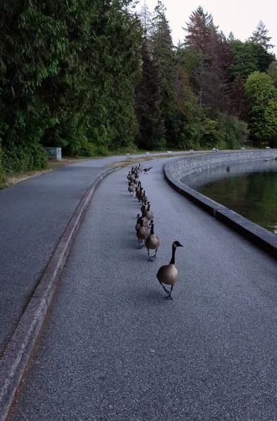 Mandria di oche che cammina sul Seawall nel famoso Stanley Park. — Foto Stock