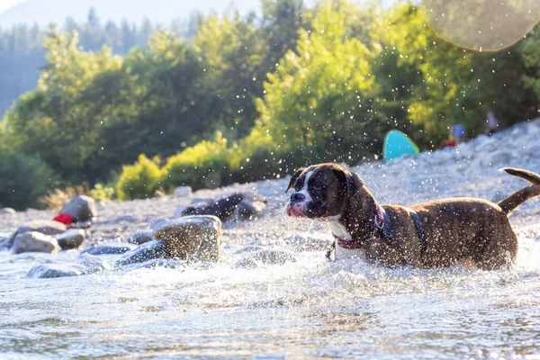 Neşeli ve komik boksör köpeği suda yüzüyor.