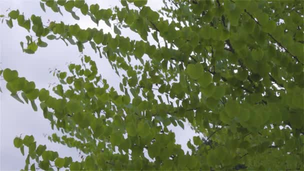 住宅街の緑の木周辺 — ストック動画