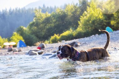 Neşeli ve komik boksör köpeği suda yüzüyor.