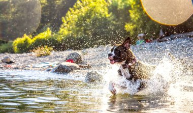 Neşeli ve komik boksör köpeği suda yüzüyor.