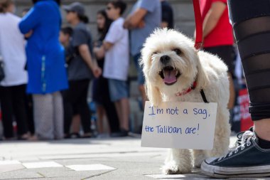 Taliban 'ın sanat galerisinde Özgür Afganistan' ı protesto etmek için bir tabela takan küçük şişkin köpek..