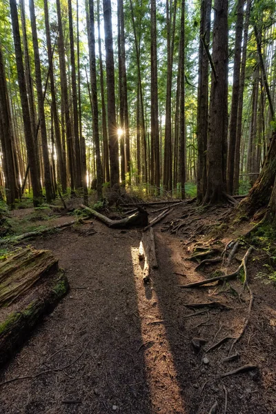 Sentiero escursionistico fino a Mystic Beach nella vibrante foresta pluviale — Foto Stock