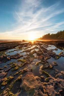 Pasifik Okyanusu 'nun batı kıyısındaki Botanik Plajı.