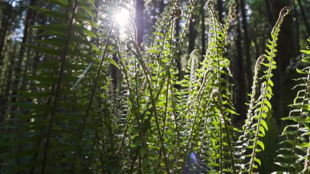 Frische grüne Blätter wachsen im Regenwald — Stockvideo