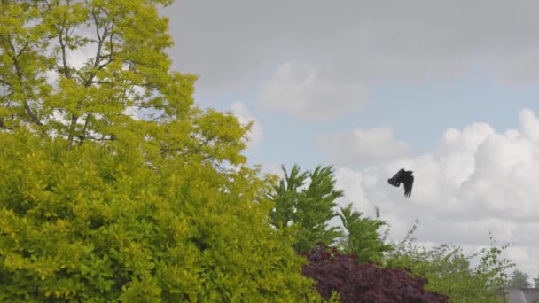 Grandes pluies et grêle lors d'une journée de printemps orageuse dans un jardin. — Video