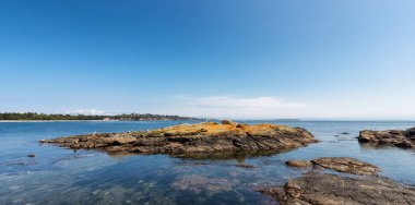 Modern şehir parkında kuşlarla Rocky Shore manzarası, Clover Point