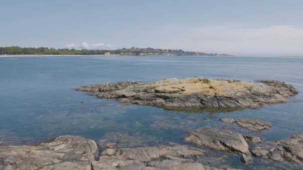 Orilla rocosa con aves en un moderno parque urbano, Clover Point — Vídeo de stock