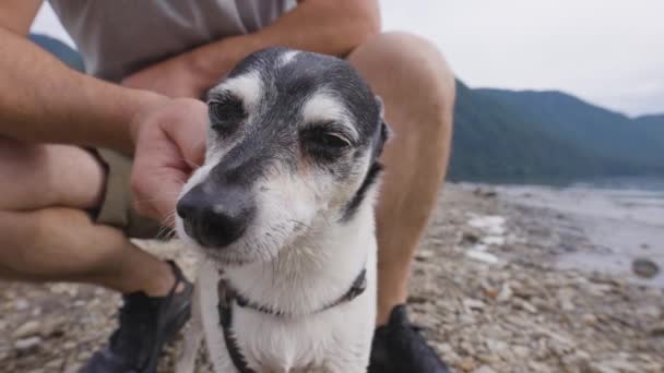 Schattige hond, speelgoed Fox Terrier wordt geaaid op Rocky Beach in de Canadese natuur. — Stockvideo