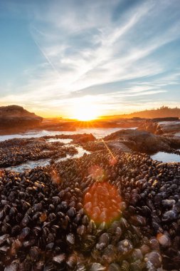 Pasifik Okyanusu 'nun batı kıyısındaki Botanik Plajı.