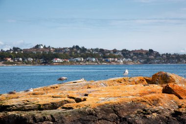 Çağdaş şehir parkında kuşlarla kayalık bir sahil, Clover Point