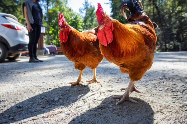 Coq mâle dans un parking. Parc provincial Ruckle — Photo