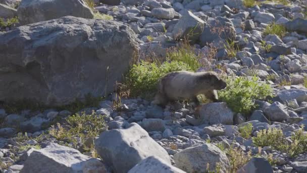 Marmot běží ve skalnaté kanadské horské krajině. — Stock video