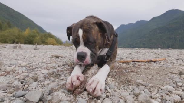 Lindo perro, Boxeador mordiendo palo en Rocky Beach en la naturaleza canadiense. — Vídeos de Stock