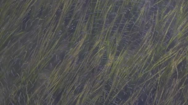 Peces pequeños nadando por hierba verde en el Océano Pacífico Agua en la costa oeste. — Vídeo de stock