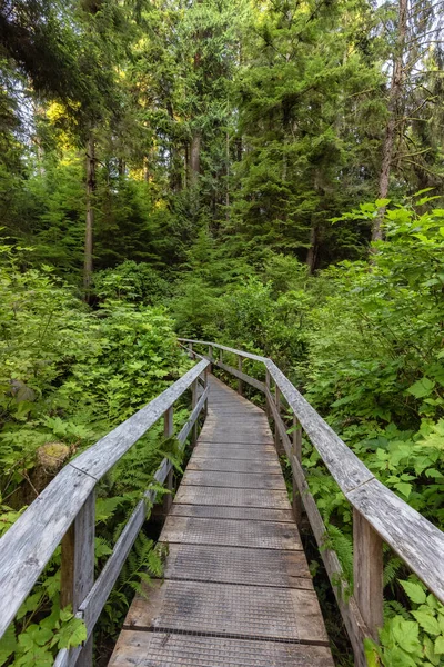 Canlı yağmur ormanlarında Kum Kesme Sahili 'ne yürüyüş yolu