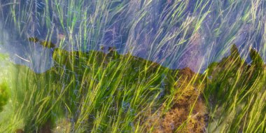 Pasifik Okyanusu Suyu 'nda Yeşil Çimen' den Küçük Balık Yüzüyor