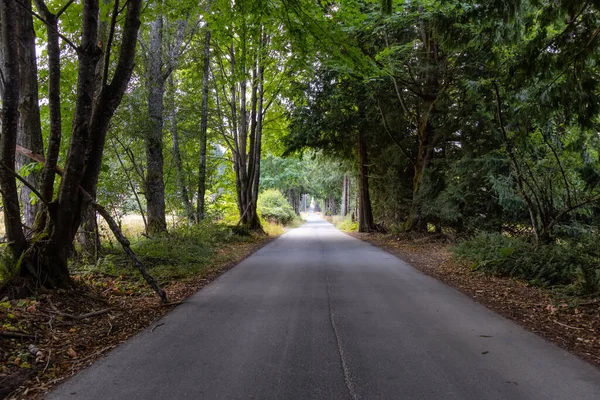 Scenic Road i Vibrant Green Canadian Rainforest. — Stockfoto