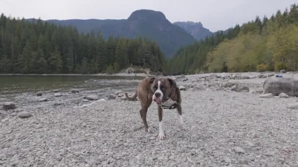Χαριτωμένο σκυλί, Boxer Παίζοντας στο Rocky Beach στην καναδική φύση. — Αρχείο Βίντεο