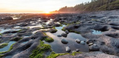 Pasifik Okyanusu 'nun batı kıyısındaki Botanik Plajı.