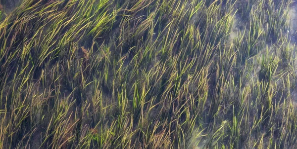 Hierba verde en el Océano Pacífico Agua en la costa oeste. —  Fotos de Stock