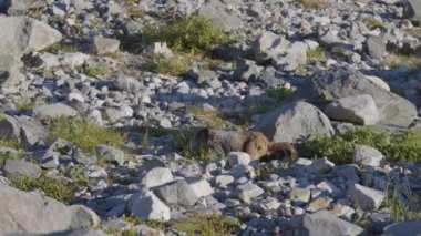 Dağ sıçanı Rocky Kanada Dağ manzarasında koşuyor.