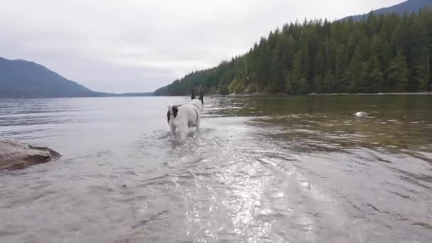 Cães bonitos, Boxer e brinquedo Fox Terrier jogando no lago canadense — Vídeo de Stock