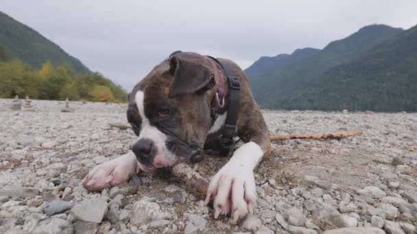 Niedlicher Hund, Boxer beißt Stock am Rocky Beach in der kanadischen Natur. — Stockvideo