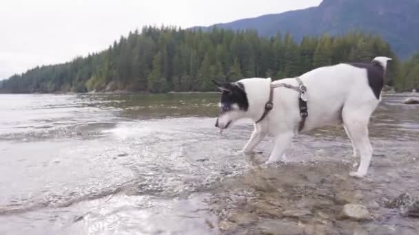 Roztomilý pes, hračka Fox teriér hrát v kanadském jezeře — Stock video