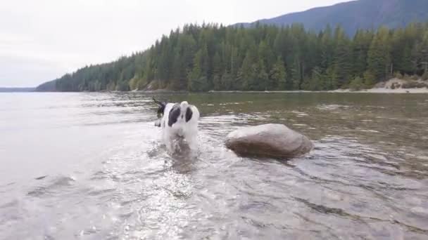 Lindo perro, juguete zorro terrier jugando en canadiense lago — Vídeo de stock