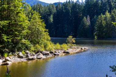 Kuzey Vancouver 'da Rice Lake Trail' de sakin bir göl kenarında huzurlu bir orman..