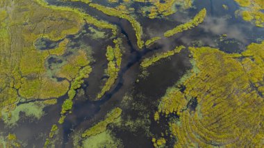 BC, Kanada 'da bulunan su yolları ve yeşil bitki örtüsüyle manzaralı bir bataklık manzarası.