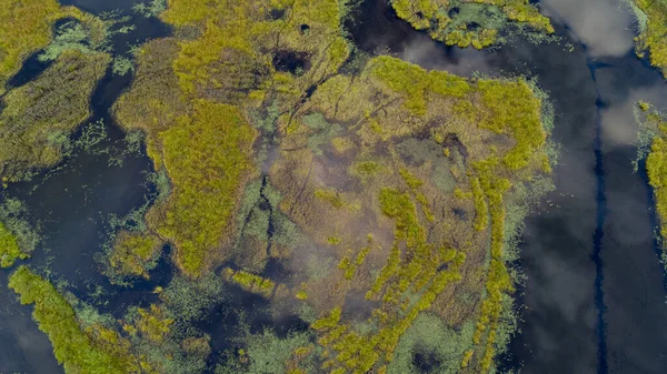 Kanada, BC 'de yemyeşil sulak alanların ve suyun güzel hava manzarası.