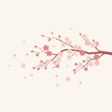 Zarif Japon kiraz çiçeği illüstrasyonu.