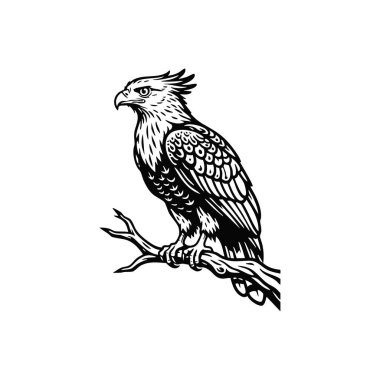 javan şahin kartalı nesli tükenmekte olan kuş logosu.