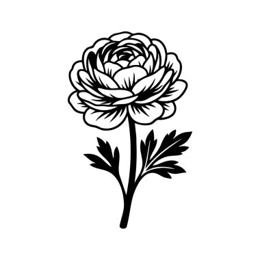siyah ranunculus çiçek vektör çizimi