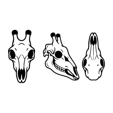 zürafa kafatası anatomisi çizimi