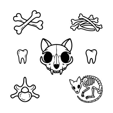 kedi kafatası ve kemik anatomi seti