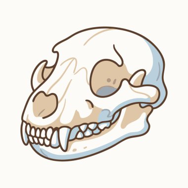 Ayı kafatası çizimi izole edildi