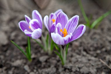 Mor tarla çiçekleri (Crocus spp.) Çiçek açan koyu toprak arka plan. Yapraklar, merkezinde canlı turuncu erkek organları bulunan narin beyaz ve mor şeritler sergiliyor. Çiçeklerin yanında taze yeşil filizler çıkar.