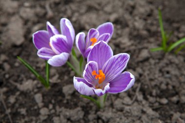 Mor tarla çiçekleri (Crocus spp.) Koyu toprak arka planda çiçek açar. Yapraklar, merkezinde canlı turuncu erkek organlarıyla narin beyaz ve mor şeritler sergiliyor..
