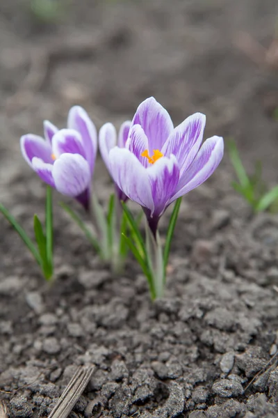 Mor krokus çiçekleri desenli, koyu toprak arkaplanda çiçek açarlar. Yapraklar, merkezinde canlı turuncu erkek organları bulunan narin beyaz ve mor şeritler sergiliyor. Çiçeklerin yanında taze yeşil filizler çıkar.