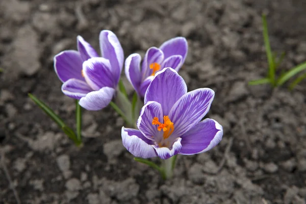 Mor tarla çiçekleri (Crocus spp.) Koyu toprak arka planda çiçek açar. Yapraklar, merkezinde canlı turuncu erkek organlarıyla narin beyaz ve mor şeritler sergiliyor..