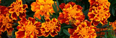 Sonbaharın başlarında bir bahçede Fransız Marigold (Tagetes patula - bilinmeyen çeşitlilik) çiçekleri panoraması