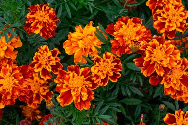 Fransız Marigold çiçeklerinin (Tagetes patula - bilinmeyen bir çeşitlilik) sonbaharın başlarında bir bahçede yakınlaşması